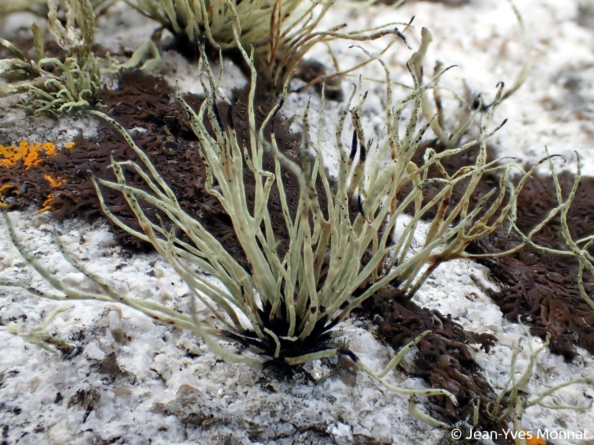 <i>Ramalina cuspidata</i>  thalle fruticuleux (29, Plogoff)