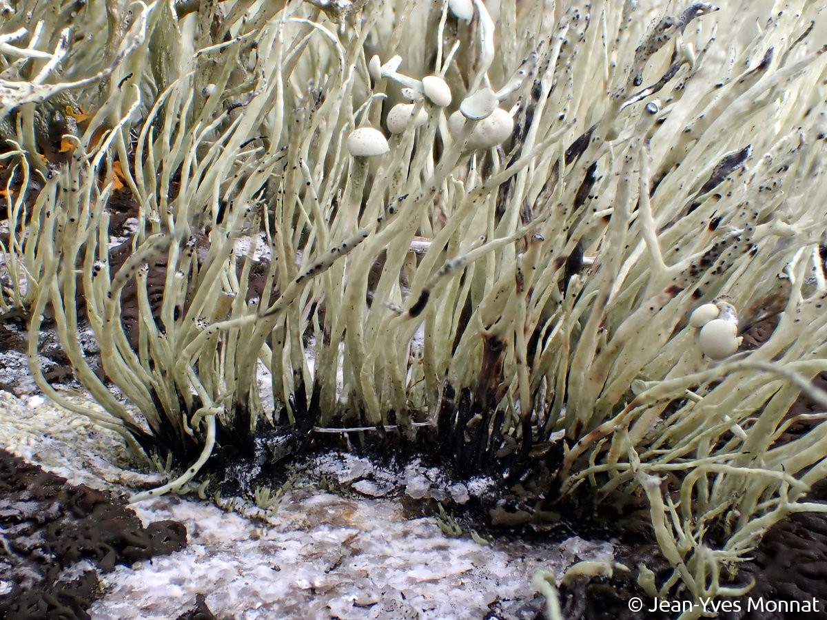 <i>Ramalina cuspidata</i>  thalle fruticuleux et pycnides noires (29, Plogoff)