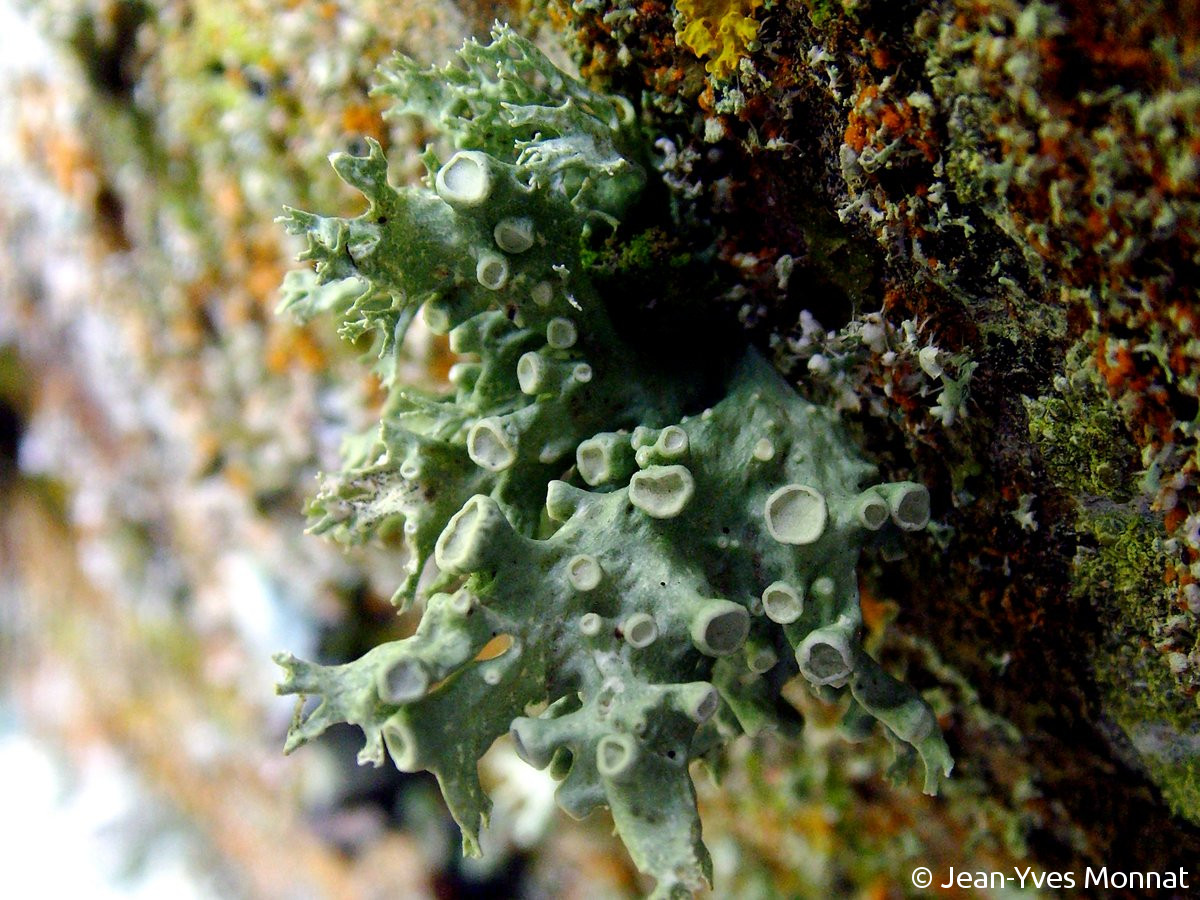 <i>Ramalina fraxinea</i>  thalle fruticuleux et apothécies laminales (29, Brest)
