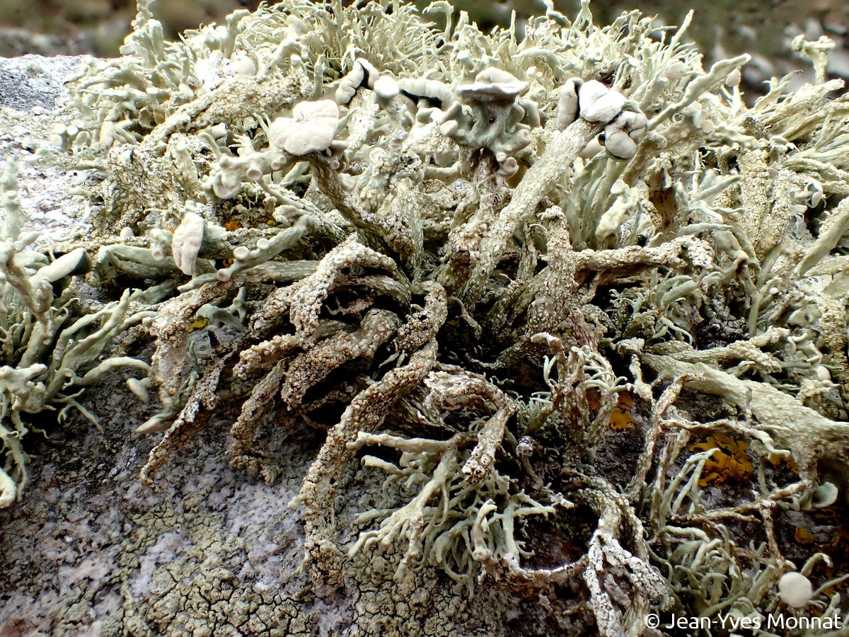 <i>Ramalina siliquosa</i>  thalle fruticuleux et apothécies (29, Plogoff)