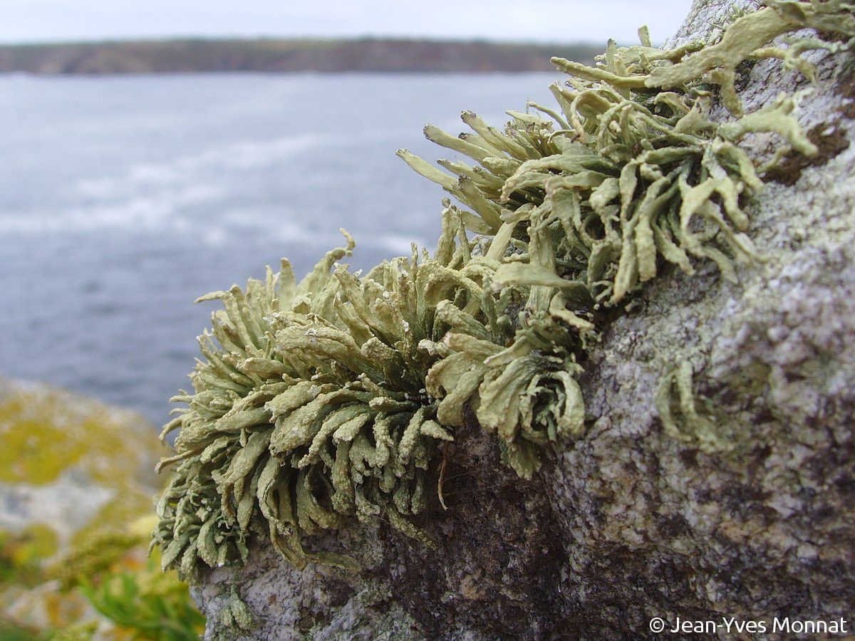 <i>Ramalina siliquosa</i>  sur rochers maritimes aérohalins (29, Plogoff)