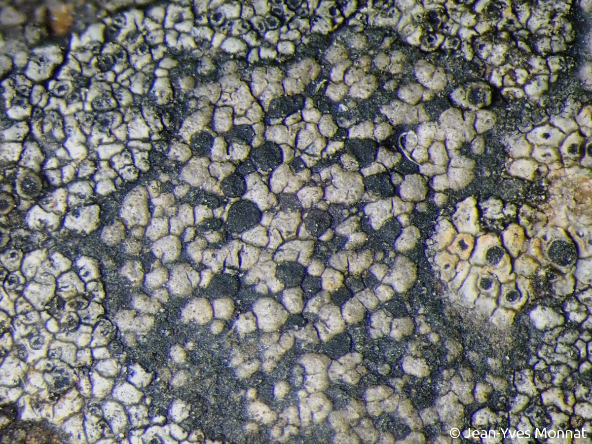 <i>Rhizocarpon distinctum</i>  thalle et apothécies (56, Néant-sur-Yvel)
