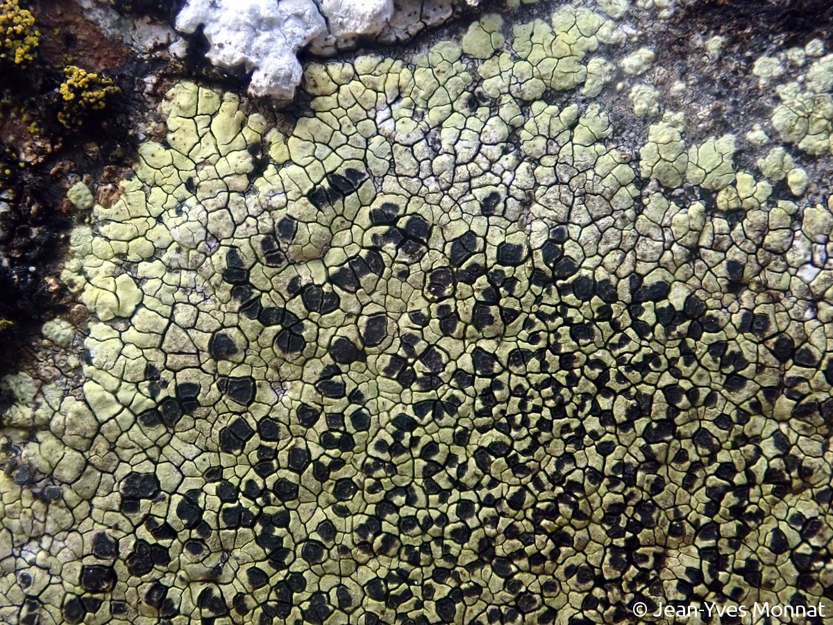 <i>Rhizocarpon geographicum</i>  thalle et apothécies (56, Néant-sur-Yvel)