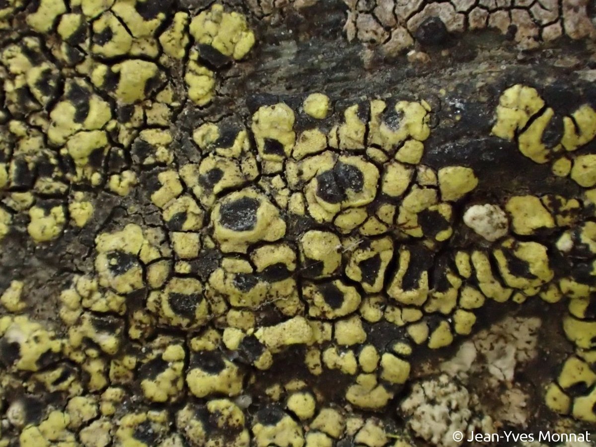 <i>Rhizocarpon lecanorinum</i>  thalle et apothécies (35, St-Just)