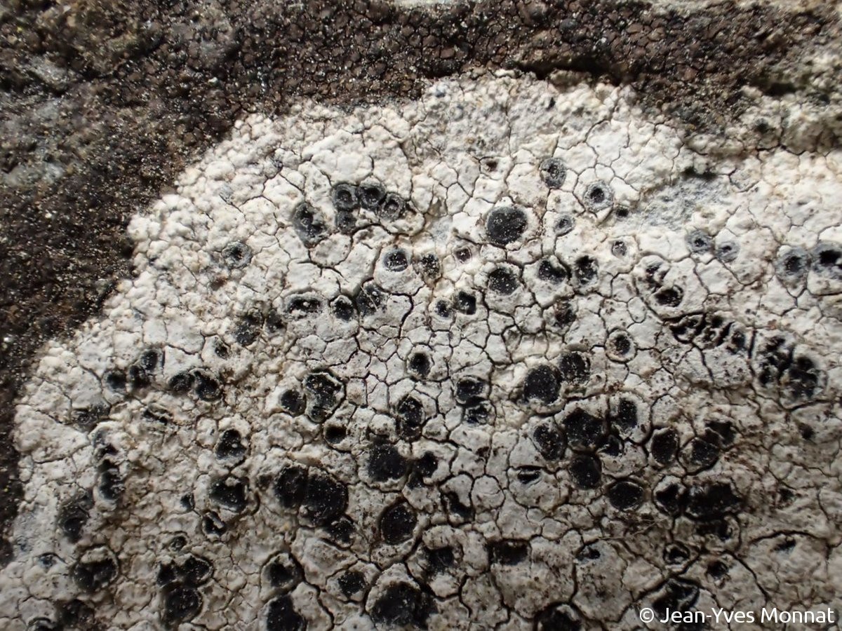<i>Rhizocarpon umbilicatum</i>  thalles et apothécies (49, Beaulieu-sur-Layon)