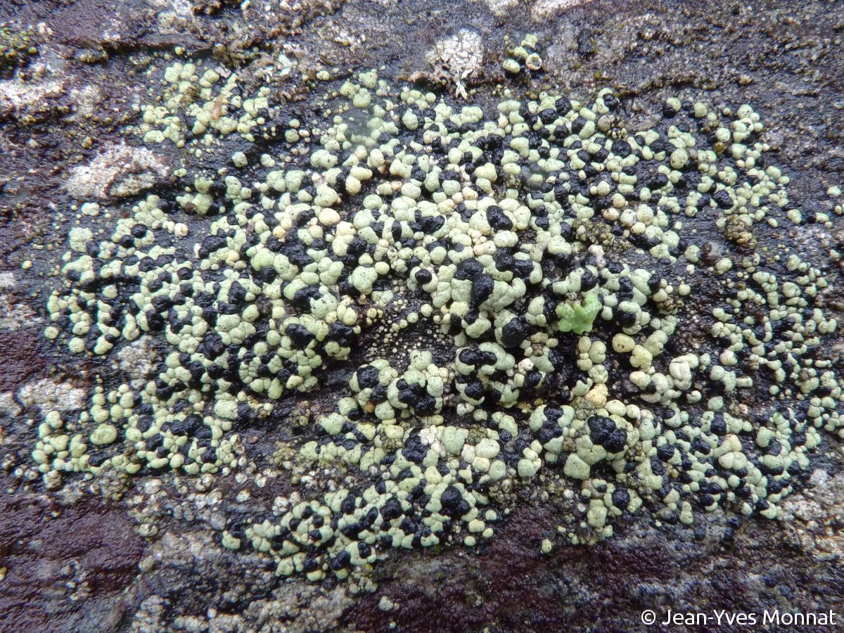 <i>Rhizocarpon viridiatrum</i>  thalle et apothécies (35, St-Just)