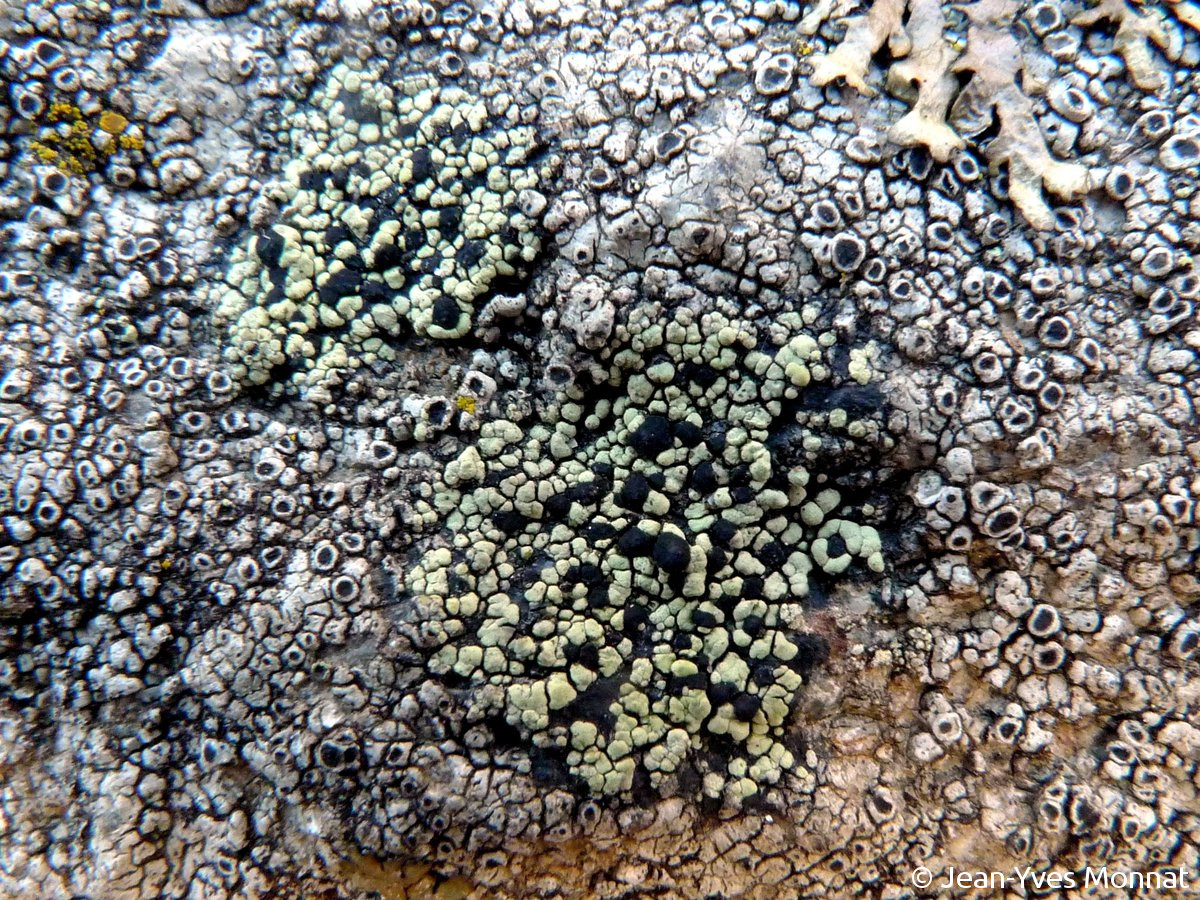 <i>Rhizocarpon viridiatrum</i>  thalle et apothécies parasitant un Aspicilia (56, La Roche-Bernard)