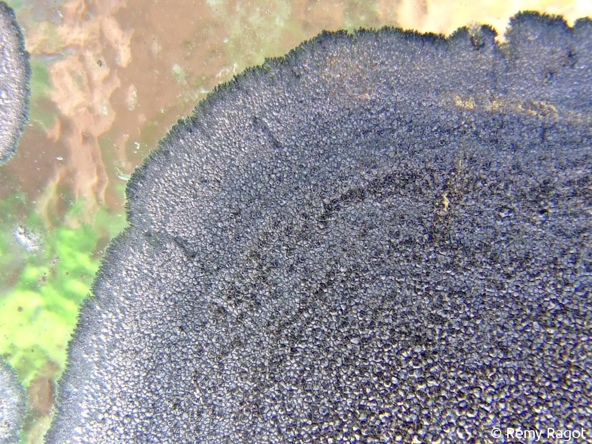 <i>Rhizocarpon simillimum</i>  thalle et apothécies, vue rapprochée (29, Pluguffan)
