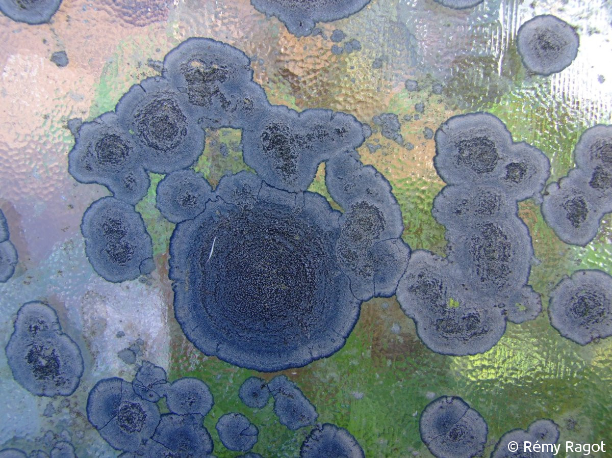<i>Rhizocarpon simillimum</i>  thalles et apothécies sur une vitre