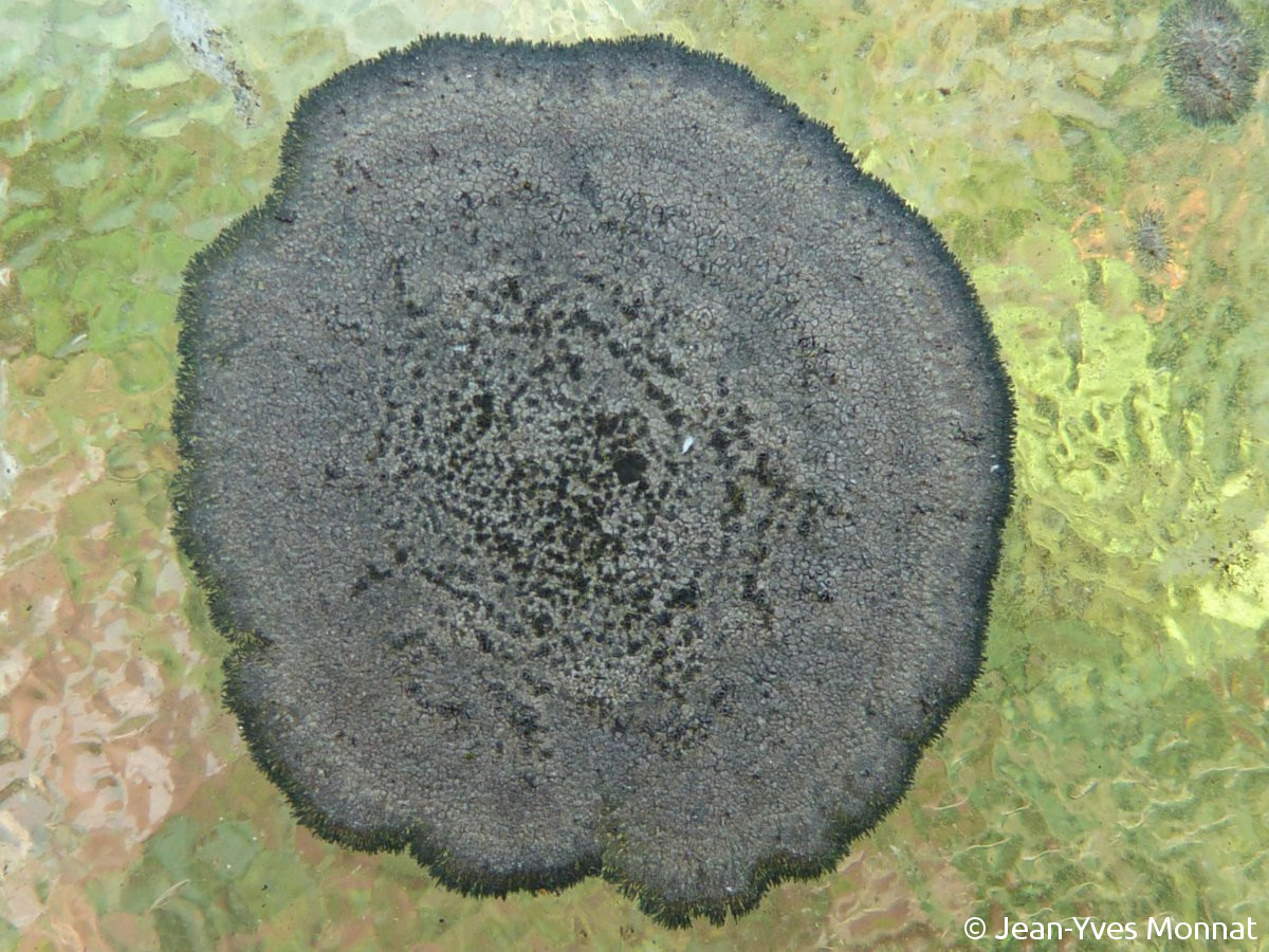 <i>Rhizocarpon simillimum</i>  thalle et apothécies (29, Pluguffan)