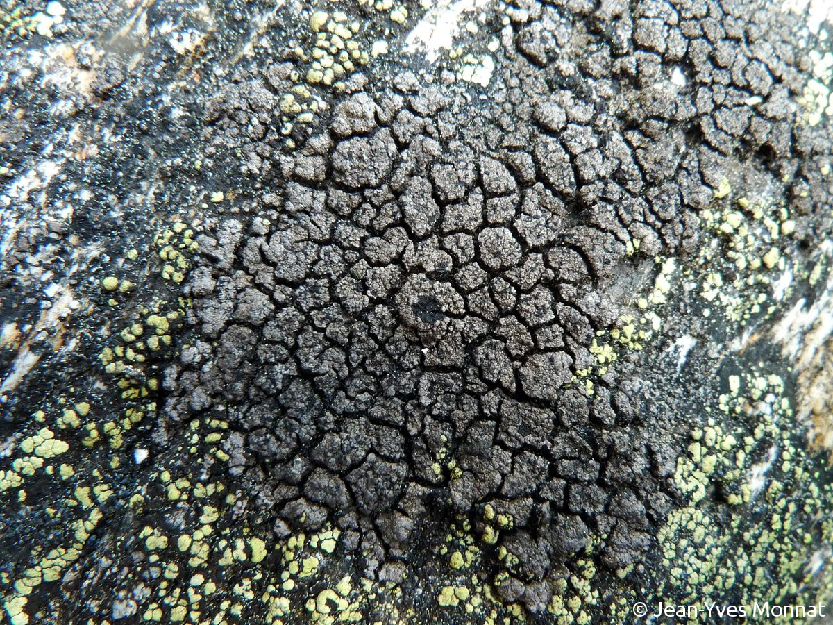 <i>Rimularia badioatra</i>  thalle et apothécies, vue générale (35, St-Just)
