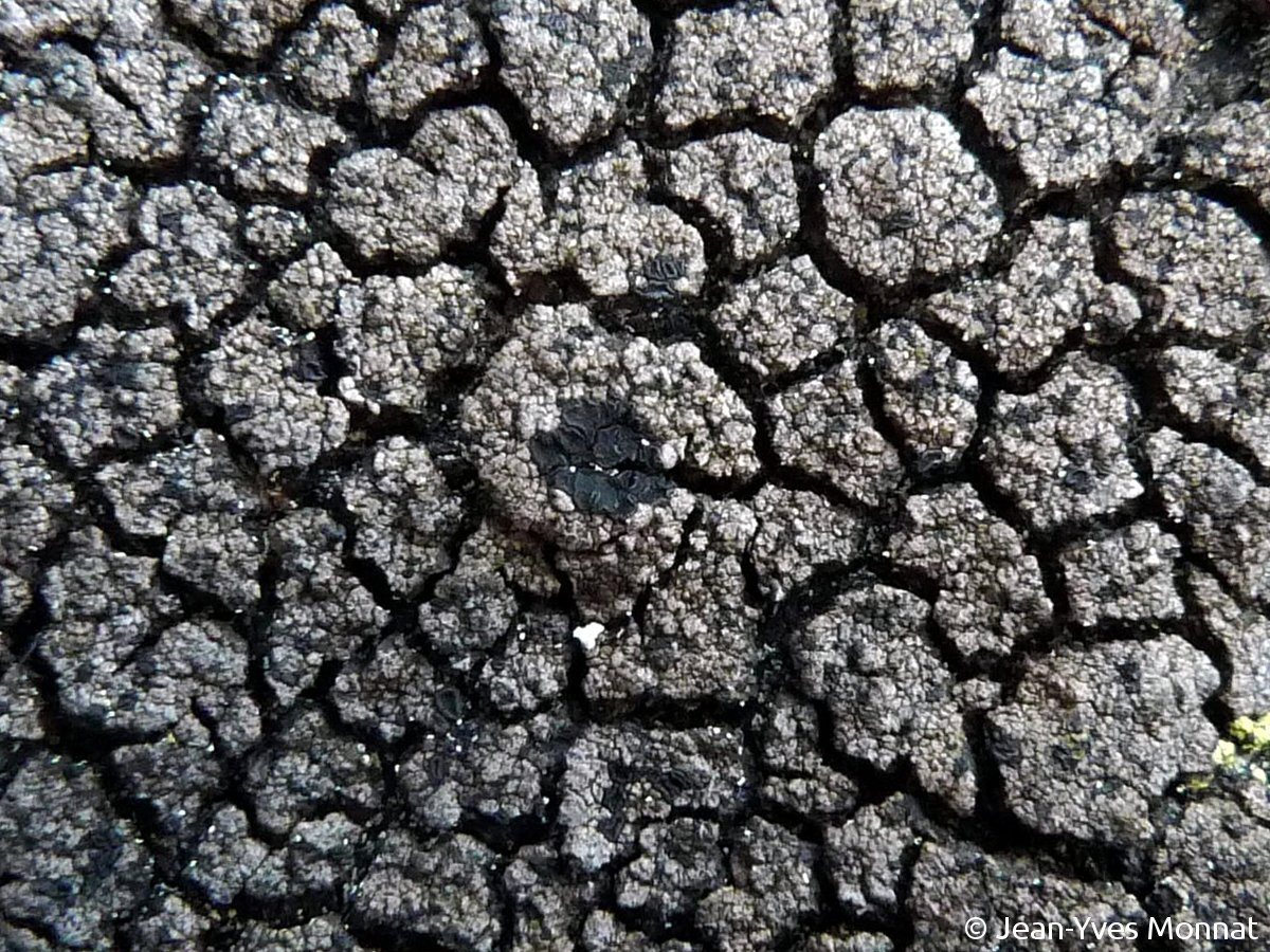 <i>Rimularia badioatra</i>  vue rapprochée des apothécies (35, St-Just)