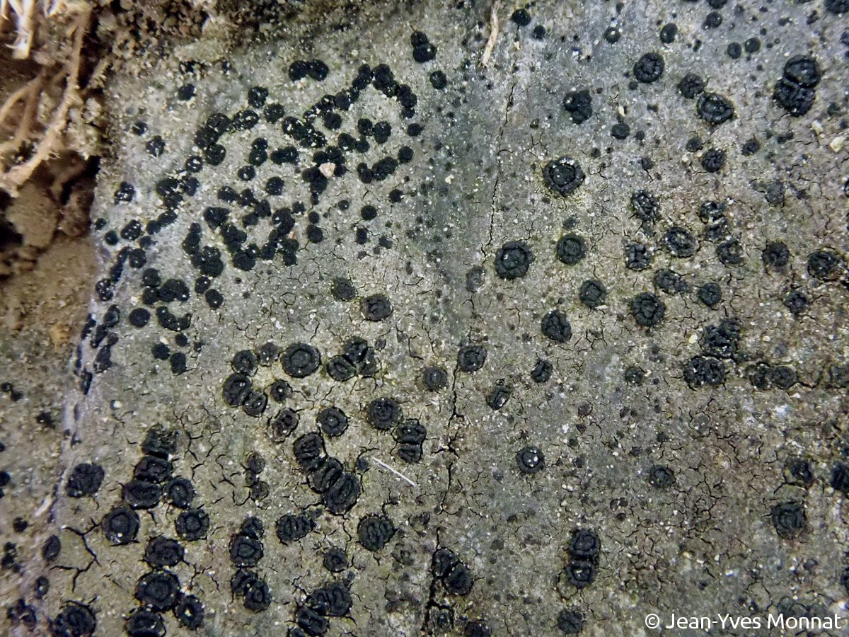 <i>Rimularia limborina</i>  vue d'ensemble, sur pierre au sol (56, Néant-sur-Yvel)