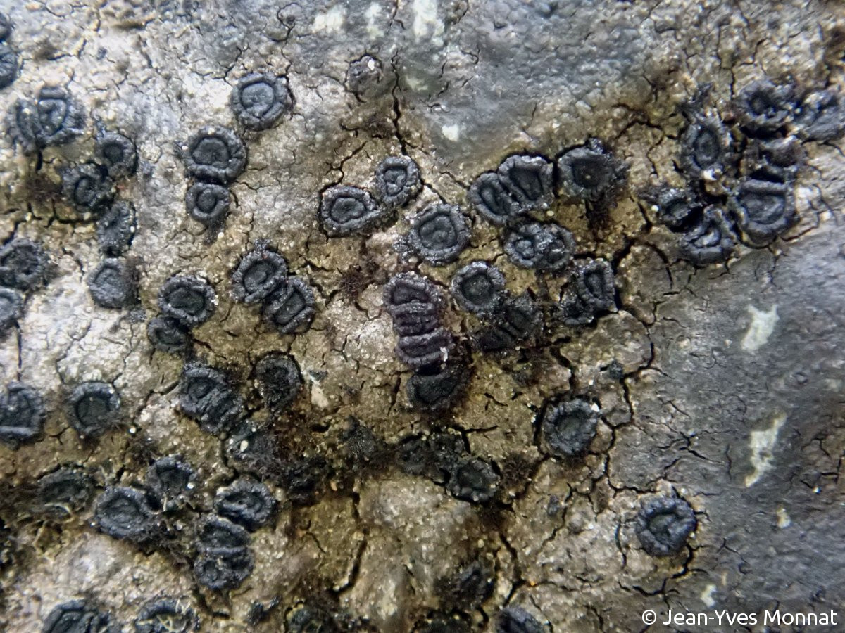 <i>Rimularia limborina</i>  thalle et apothécies, vue générale (56, Néant-sur-Yvel)