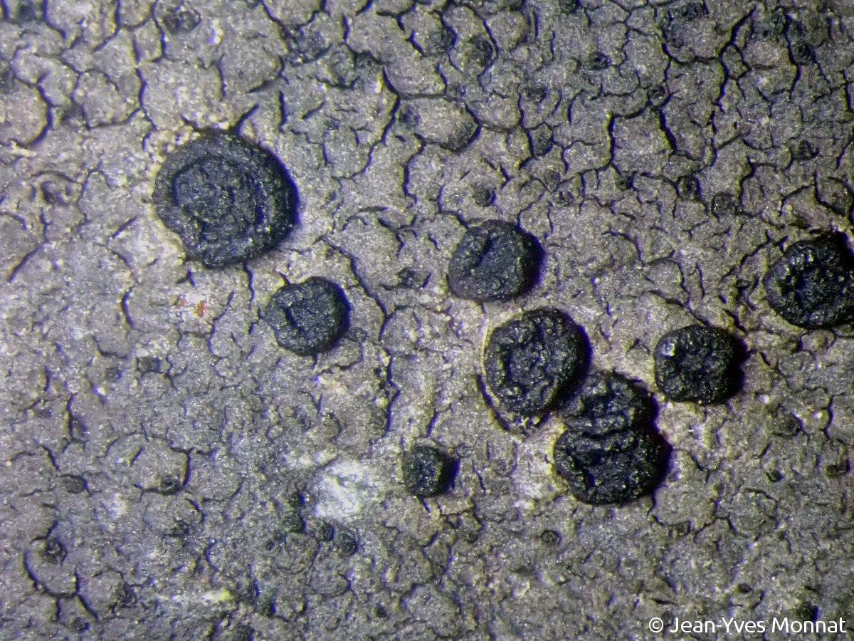 <i>Rimularia limborina</i>  apothécies, vue rapprochée