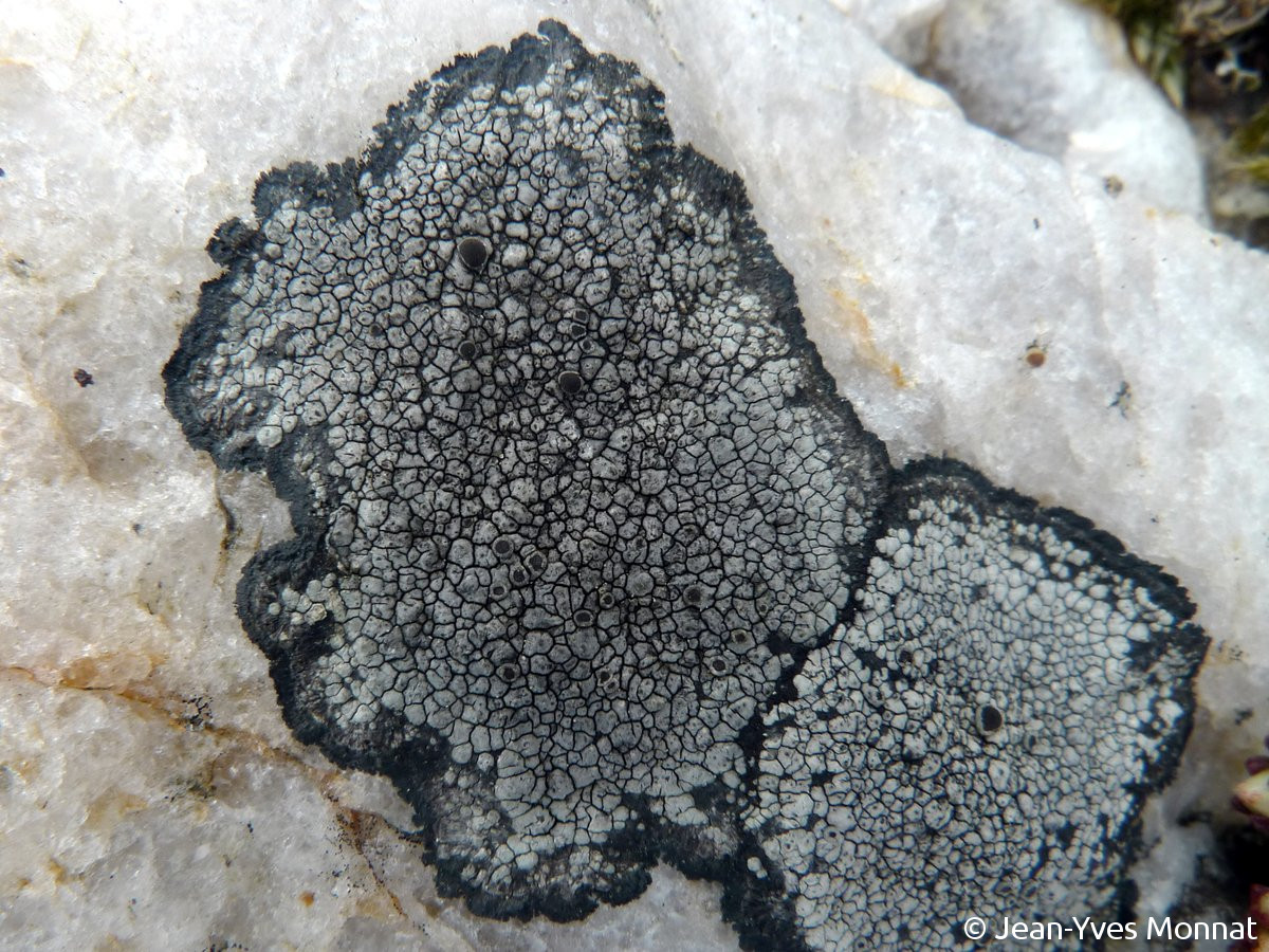 <i>Rinodina aspersa</i>  thalles et apothécies (56, Groix)