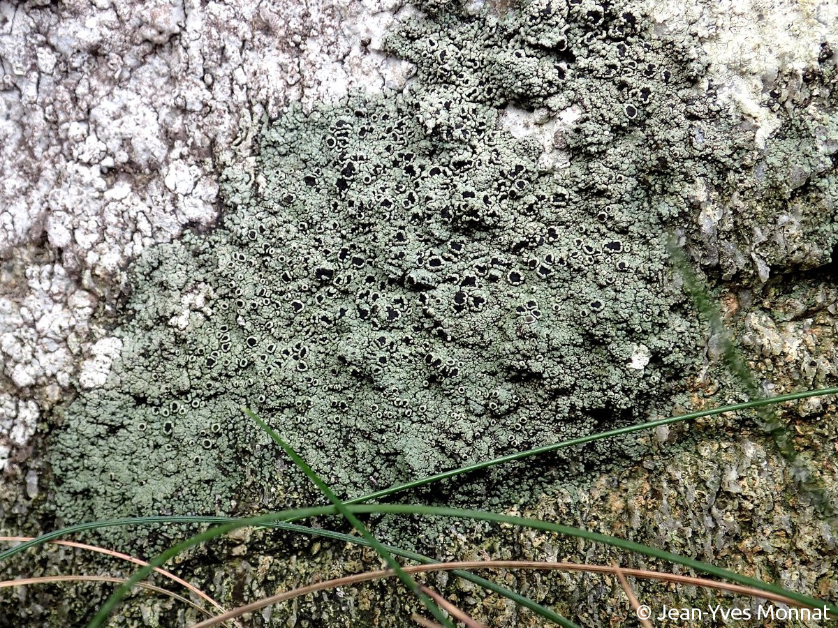 <i>Rinodina beccariana</i>  vue d'ensemble et habitat (29, Cléden-Cap-Sizun)