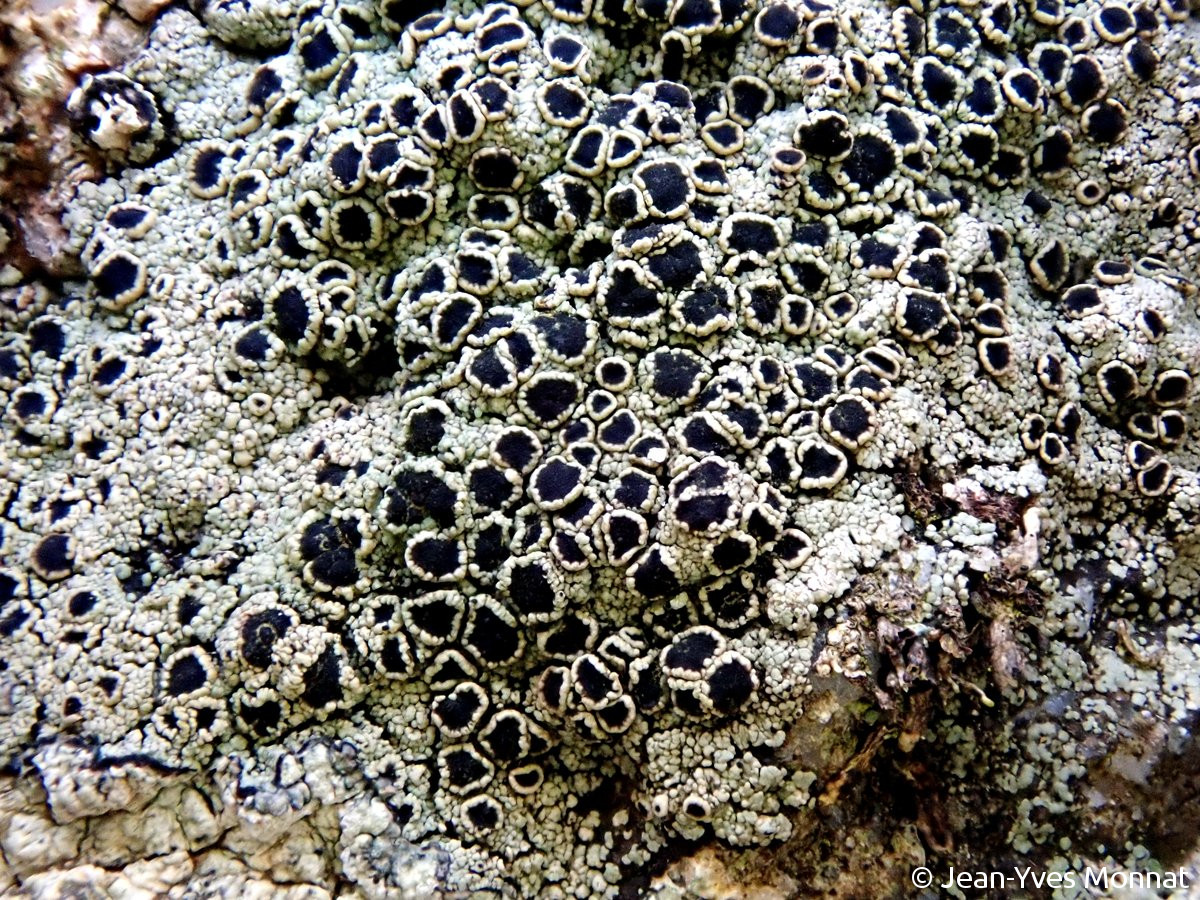 <i>Rinodina beccariana</i>  thalle et apothécies (29, Cléden-Cap-Sizun)