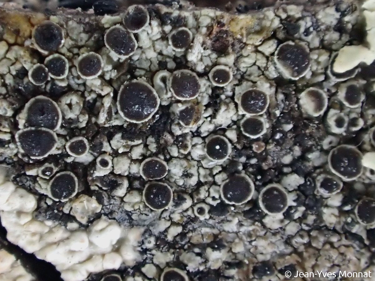 <i>Rinodina capensis</i>  thalle et apothécies (50, Saint-Germain-des-Vaux)