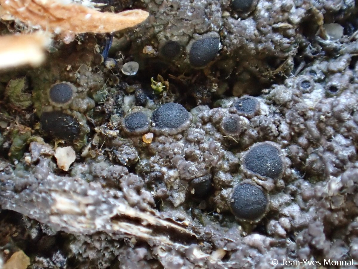 <i>Rinodina intermedia</i>  thalle et apothécies, détail (56, Île-d'Houat)