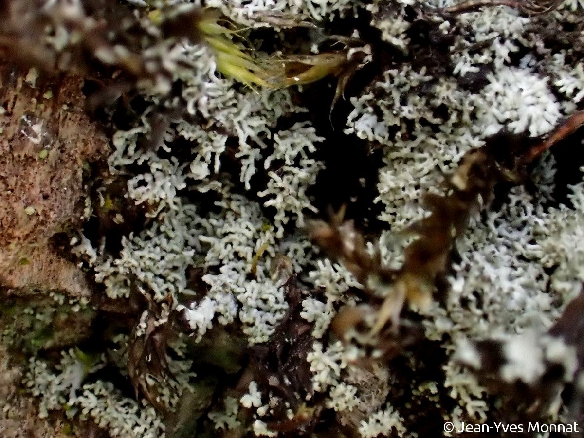 <i>Rinodina isidioides</i>  isidies coralloïdes (29, Loqueffret)