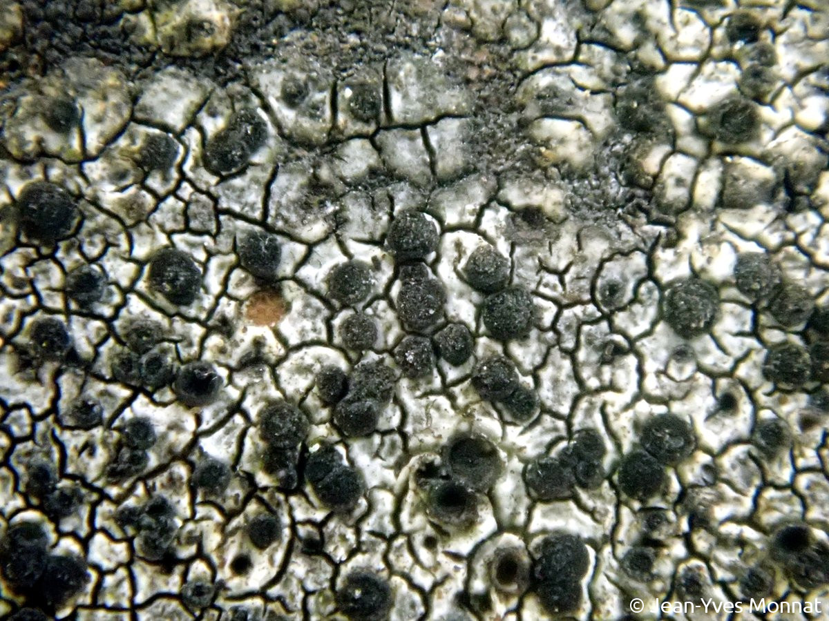 <i>Rinodina occulta</i>  thalle aréolé et apothécies (56, Néant-sur-Yvel)