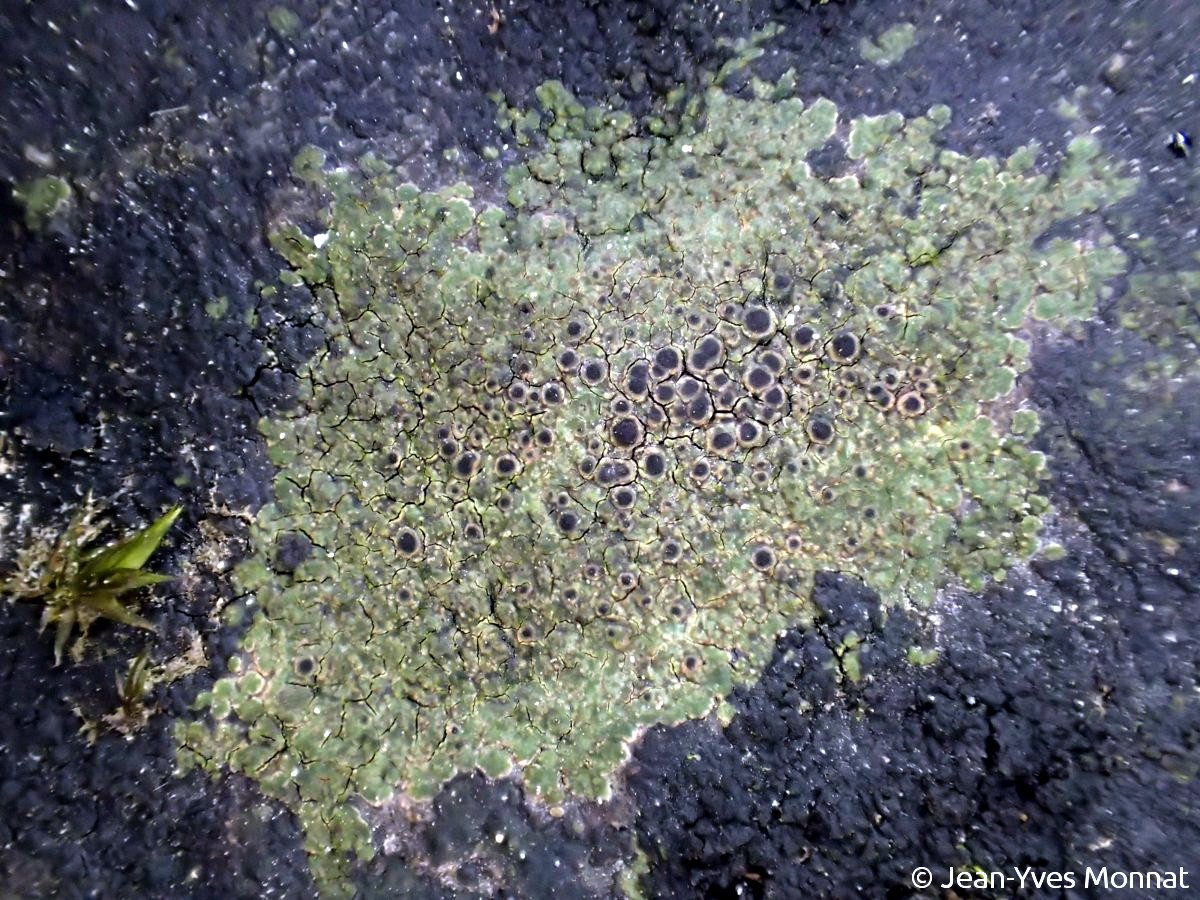 <i>Rinodina oxydata</i>  thalles et apothécies, sur surface rocheuse inondable (22, Laniscat)