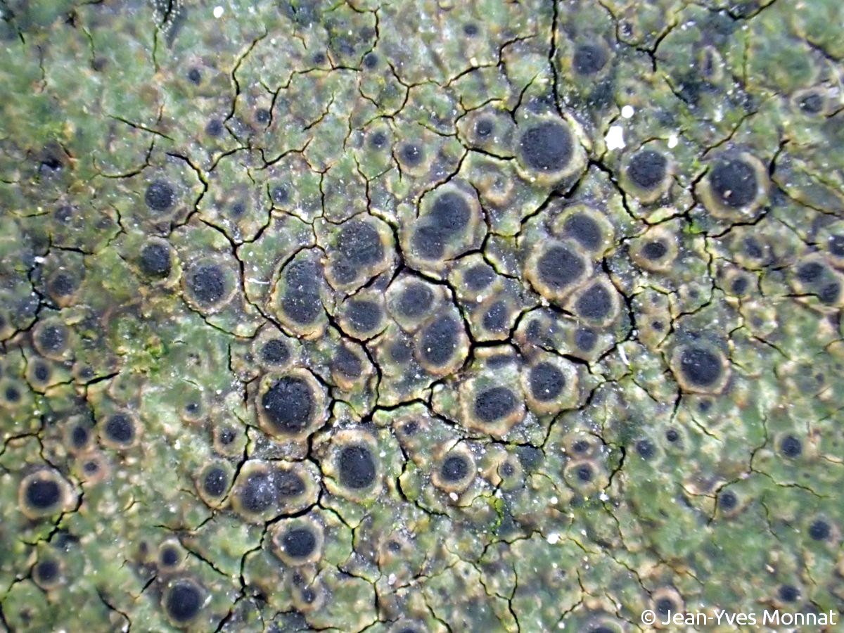 <i>Rinodina oxydata</i>  thalle et apothécies, vue rapprochée (22, Laniscat)