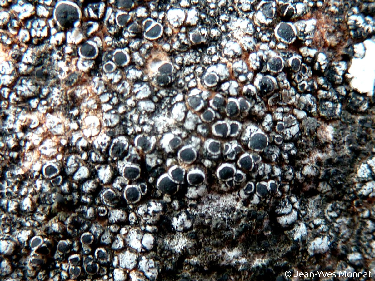 <i>Rinodina lecanorina</i>  thalle et apothécies sur bloc calcaire (13, Jouques)