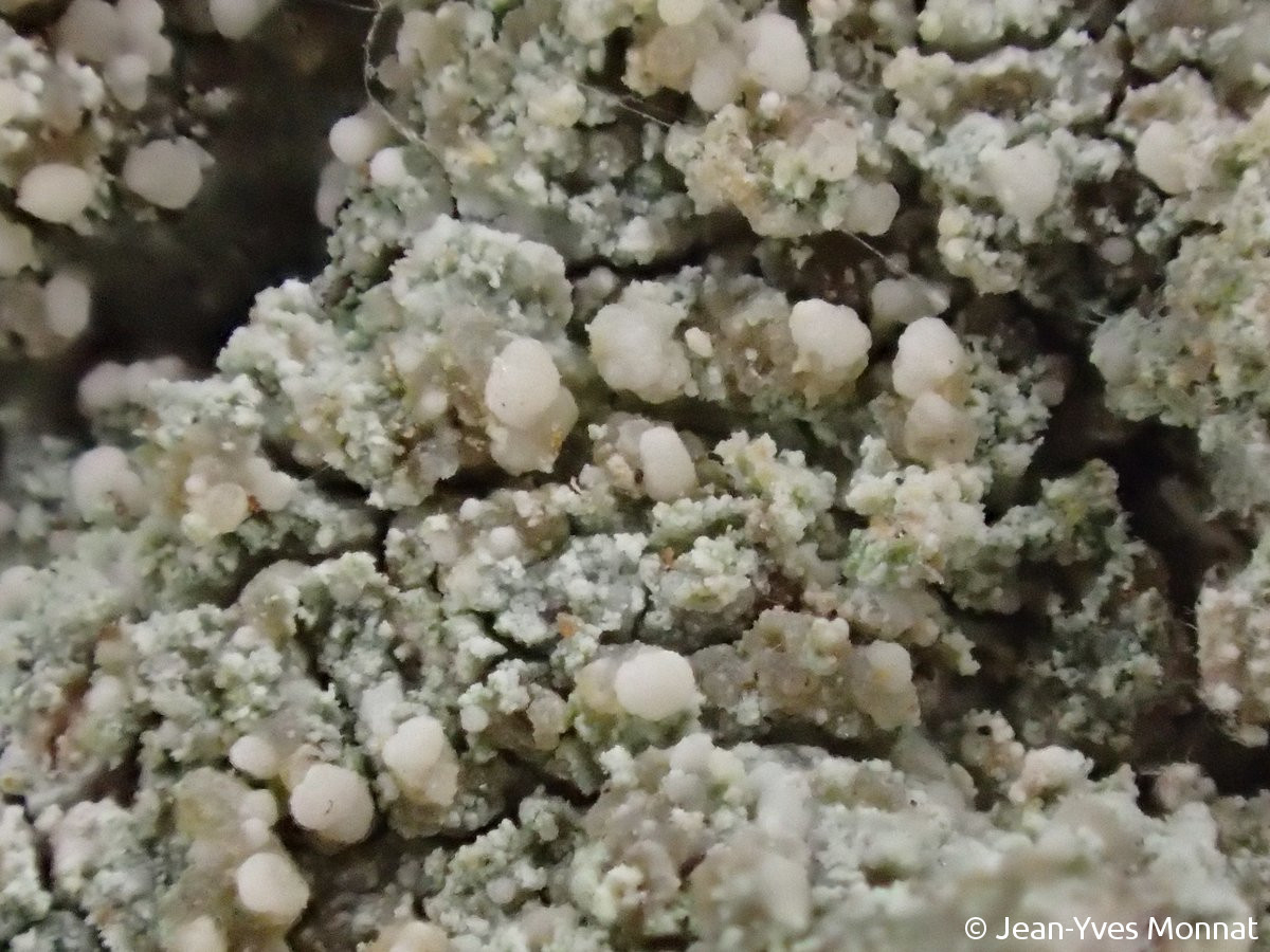 <i>Scoliciosporum pruinosum</i>  thalle granuleux et apothécies convexes, pâles (85, Cheffois)