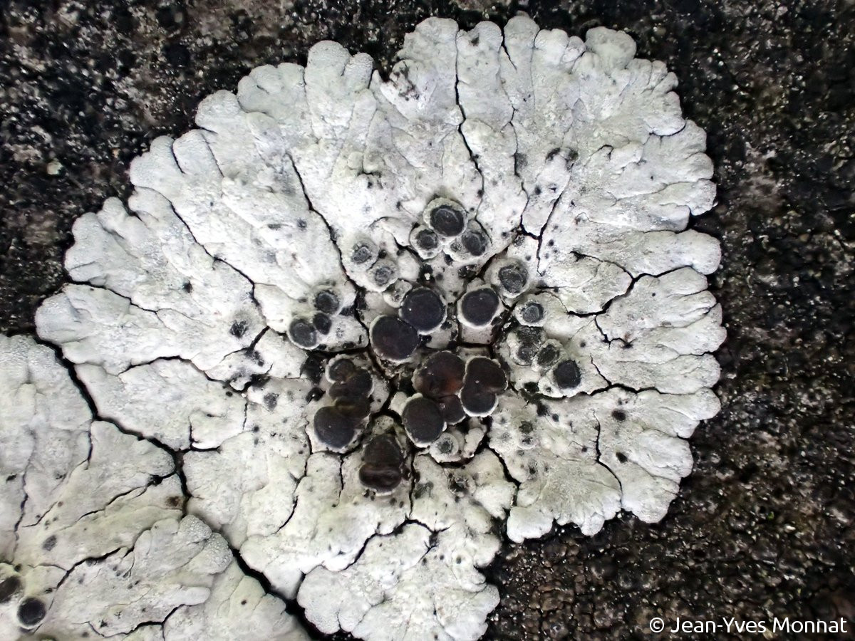 <i>Solenopsora candicans</i>  thalle en rosette, placodioïde, et apothécies (08, Givet)