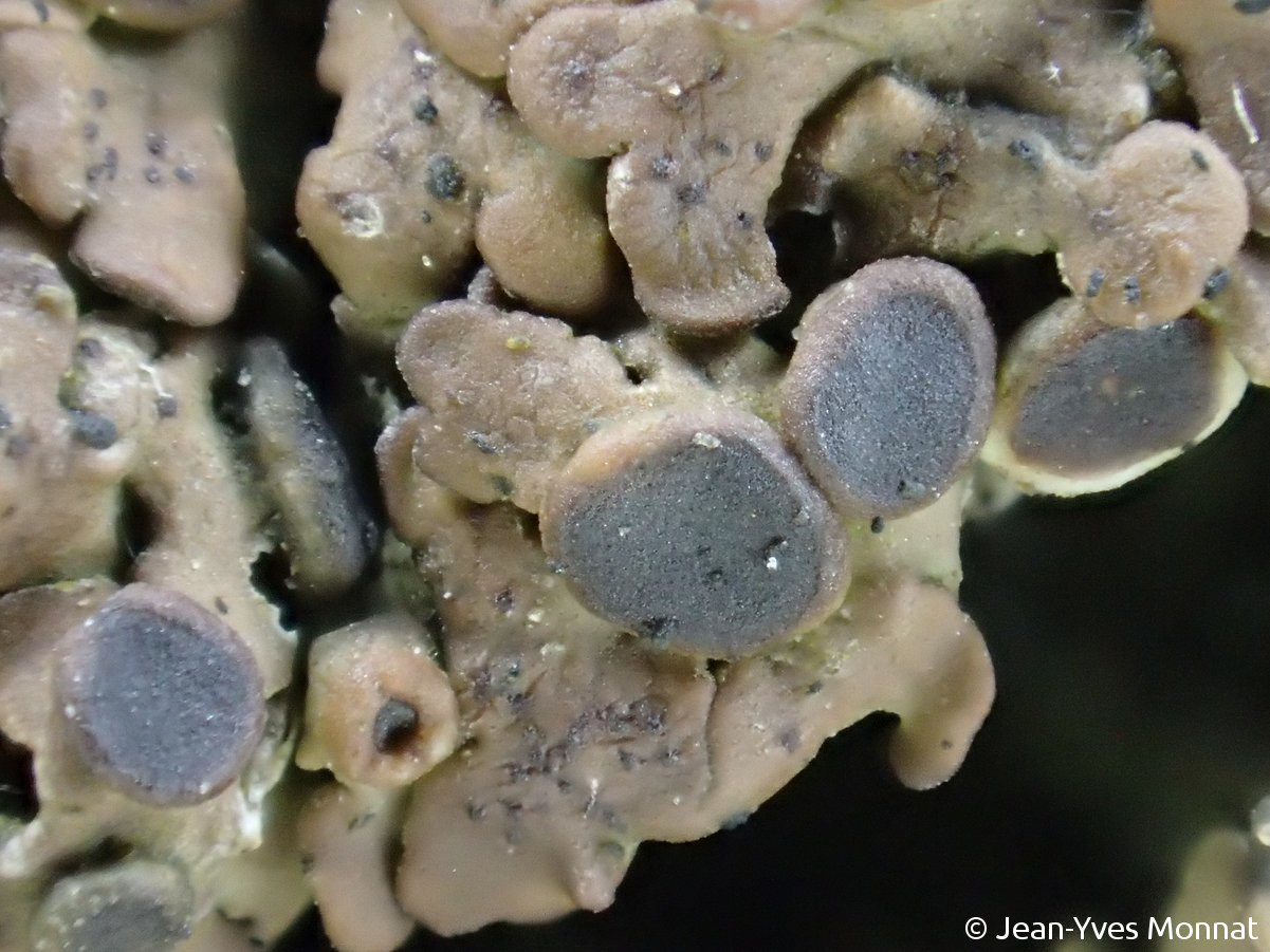 <i>Solenopsora holophaea</i>  détail des apothécies (56, Groix)