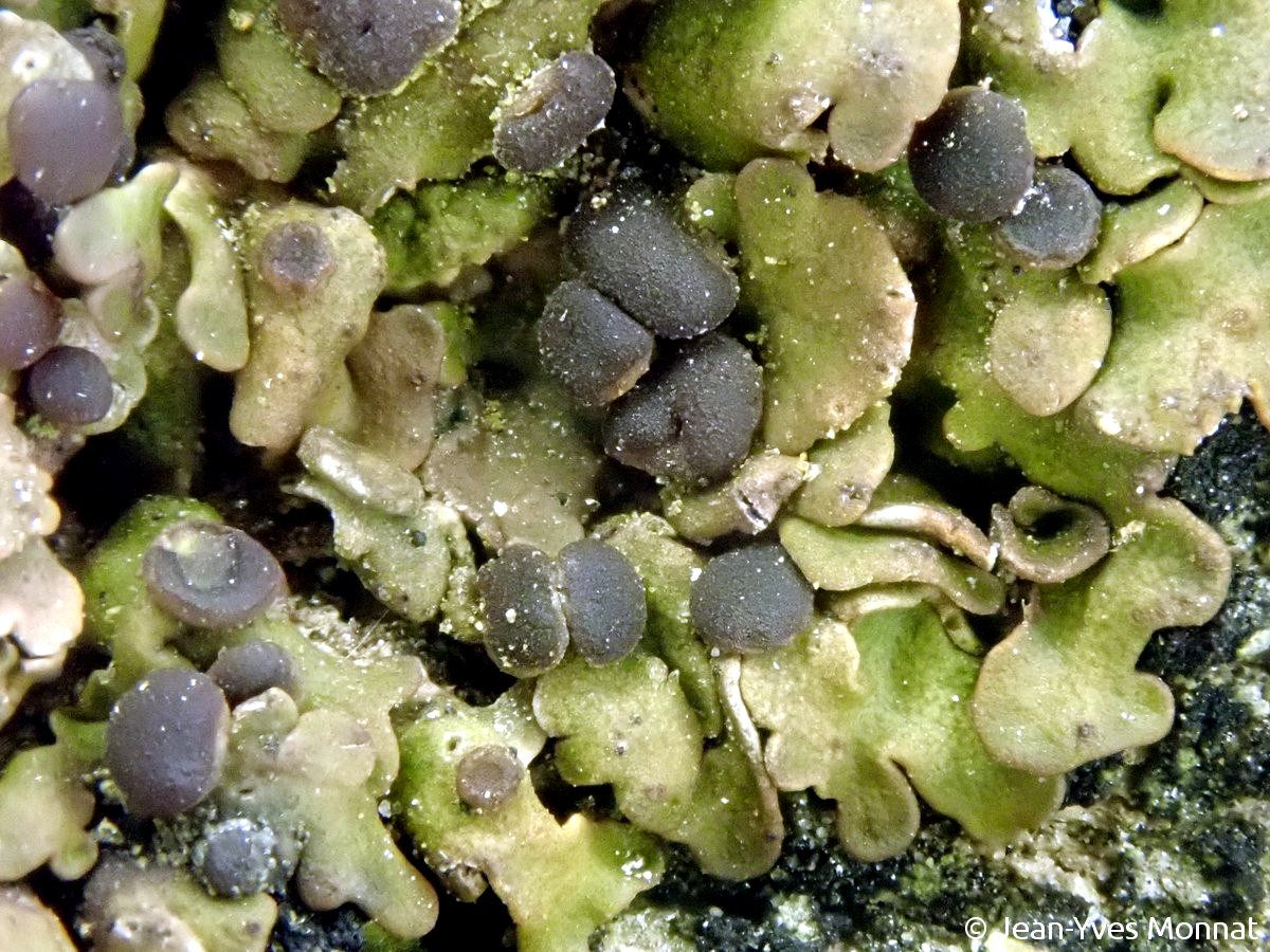 <i>Solenopsora holophaea</i>  squamules et apothécies (56, Locmaria)