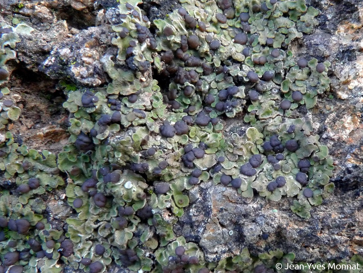 <i>Solenopsora holophaea</i>  thalle squamuleux et apothécies, vue générale (56, Arzon)