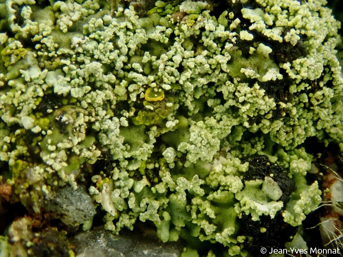 <i>Solenopsora vulturiensis</i>  squamules sorédiés, détail (56, La Vraie-Croix)