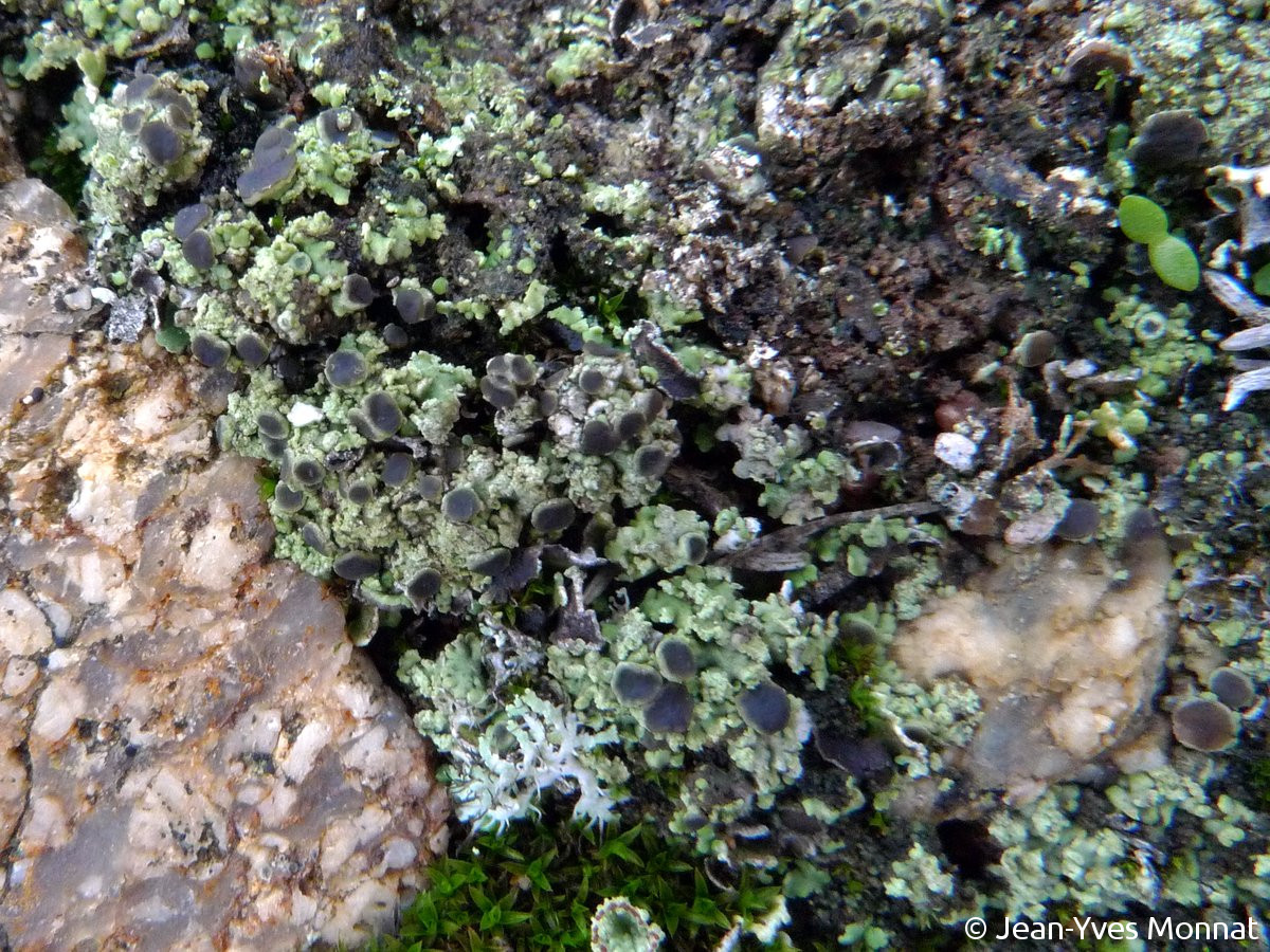 <i>Solenopsora vulturiensis</i>  thalle fertile, squamules et apothécies, sur sol littoral (29, Cléden-Cap-Sizun)