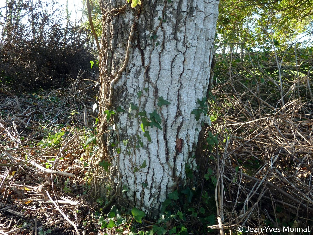 <i>Sporodophoron cretaceum</i>  habitat, sur la face abritée d'un tronc de vieux chêne (29, Cléden-Cap-Sizun)