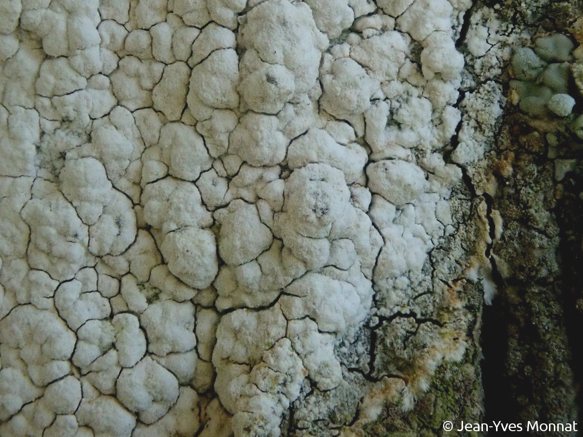 <i>Sporodophoron cretaceum</i>  thalle crayeux, à soralies confluentes (29, Poullan-sur-Mer)
