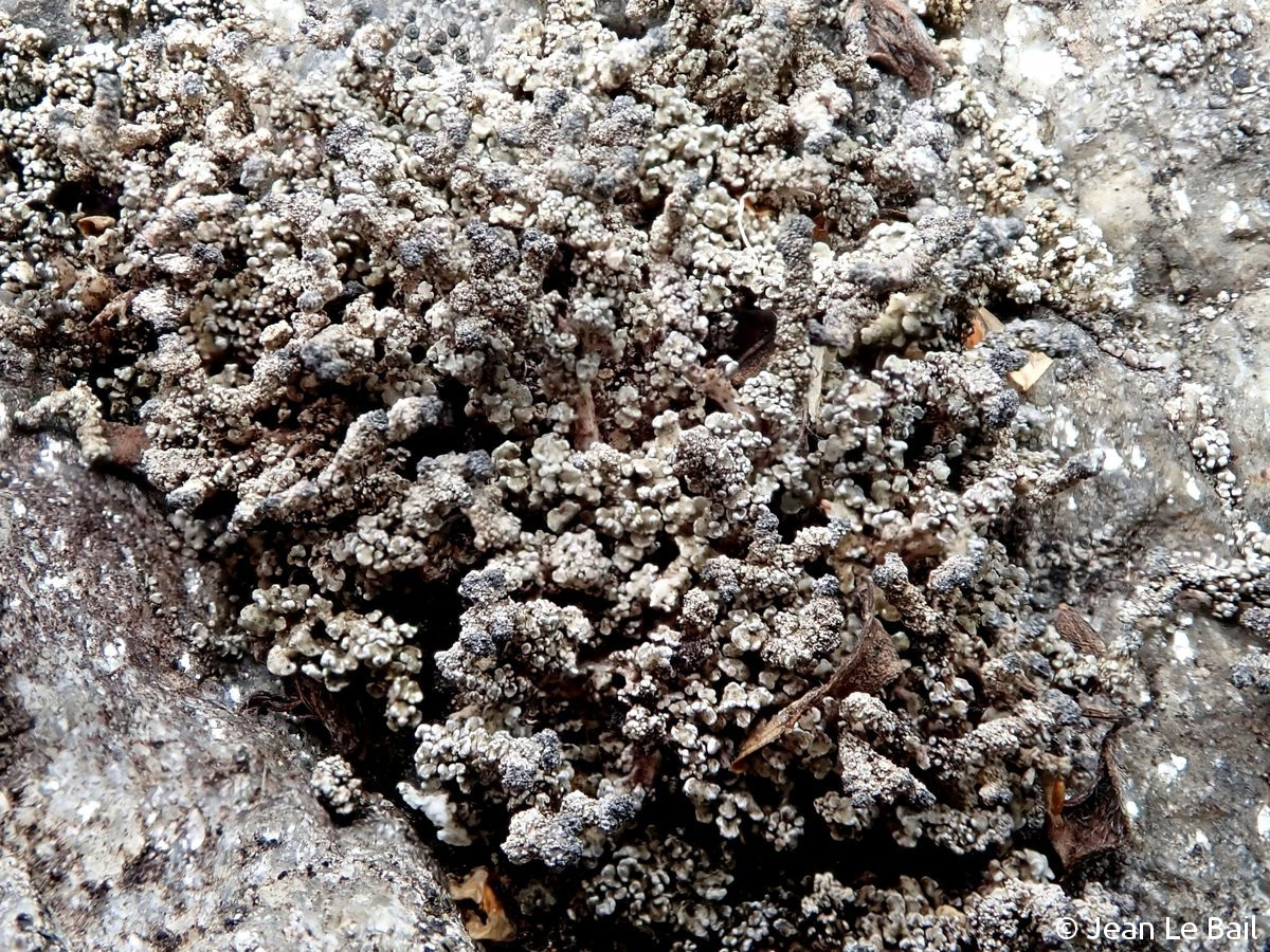 <i>Stereocaulon vesuvianum</i>  thalle (pseudopodétions) sur roche (44, Couëron)