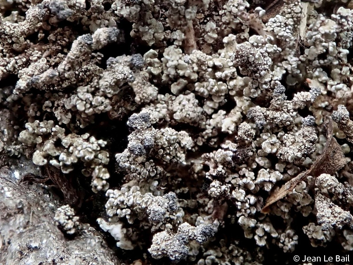 <i>Stereocaulon vesuvianum</i>  détail des pseudopodétions (44, Couëron)