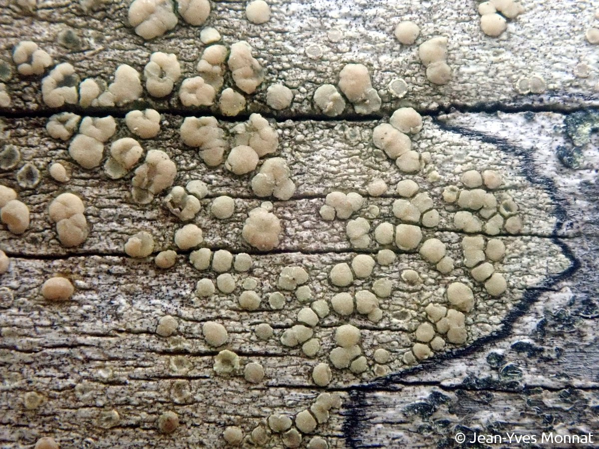 <i>Lecanora symmicta</i>  thalle et apothécies sur rambarde de bois traité (29, Cléden-Cap-Sizun)