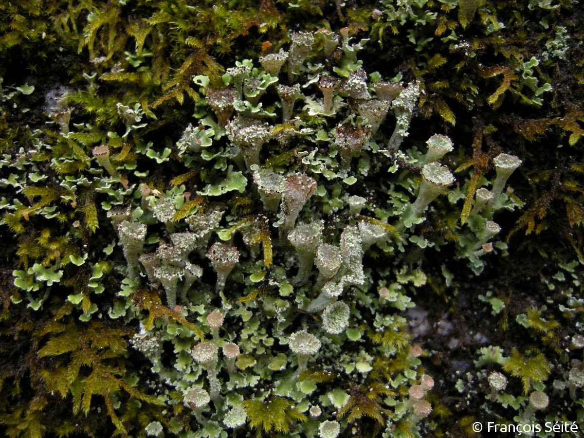 <i>Cladonia cyathomorpha</i>  thalles et podétions sur mousses humides (29, Huelgoat)
