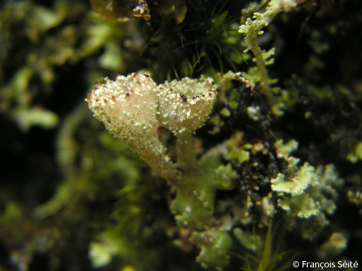 <i>Cladonia cyathomorpha</i>  thalle et podétions, vue rapprochée (29, Huelgoat)