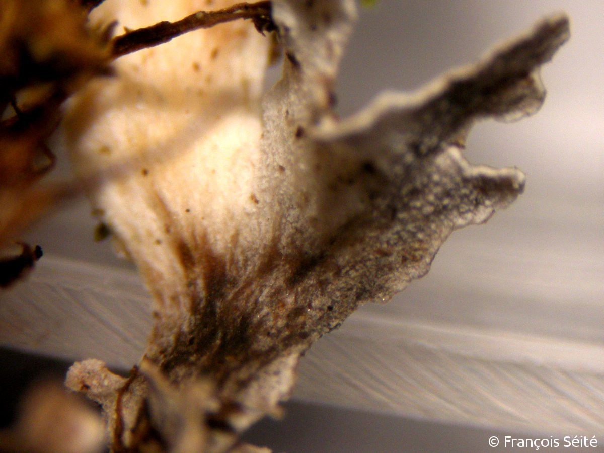 <i>Cladonia cyathomorpha</i>  squamule du thalle primaire (face inférieure avec lignes brunes divergeant vers l'extrémité) (29, Loqueffret)