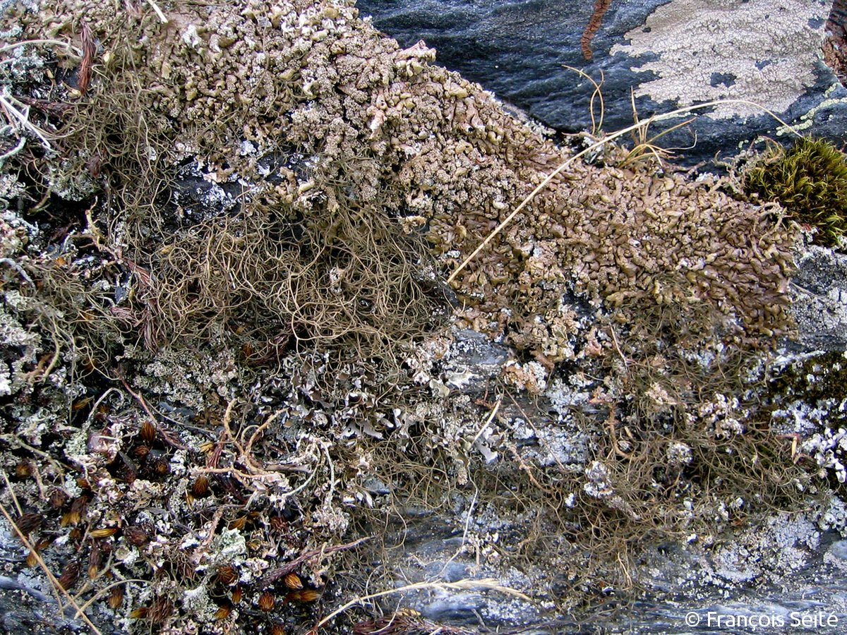 <i>Bryoria fuscescens</i>  thalle fruticuleux et filamenteux sur affleurements rocheux (29, Plounéour-Ménez)