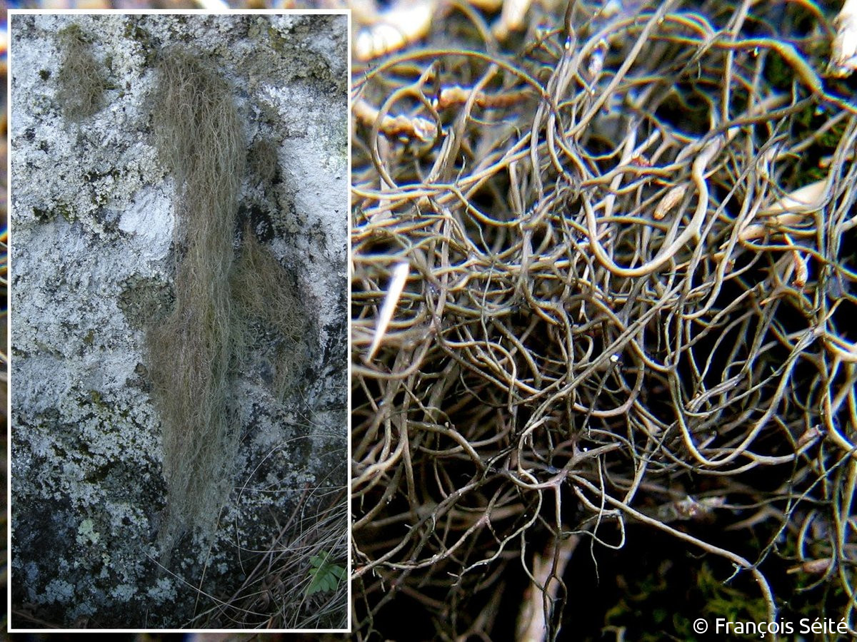<i>Bryoria fuscescens</i>  thalle fruticuleux et filamenteux (29, Plounéour-Ménez)