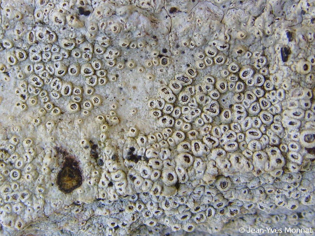 <i>Thelotrema lepadinum</i>  thalle et apothécies, enfermées dans des verrues du thalle et entourées d'une membrane (56, Berné)