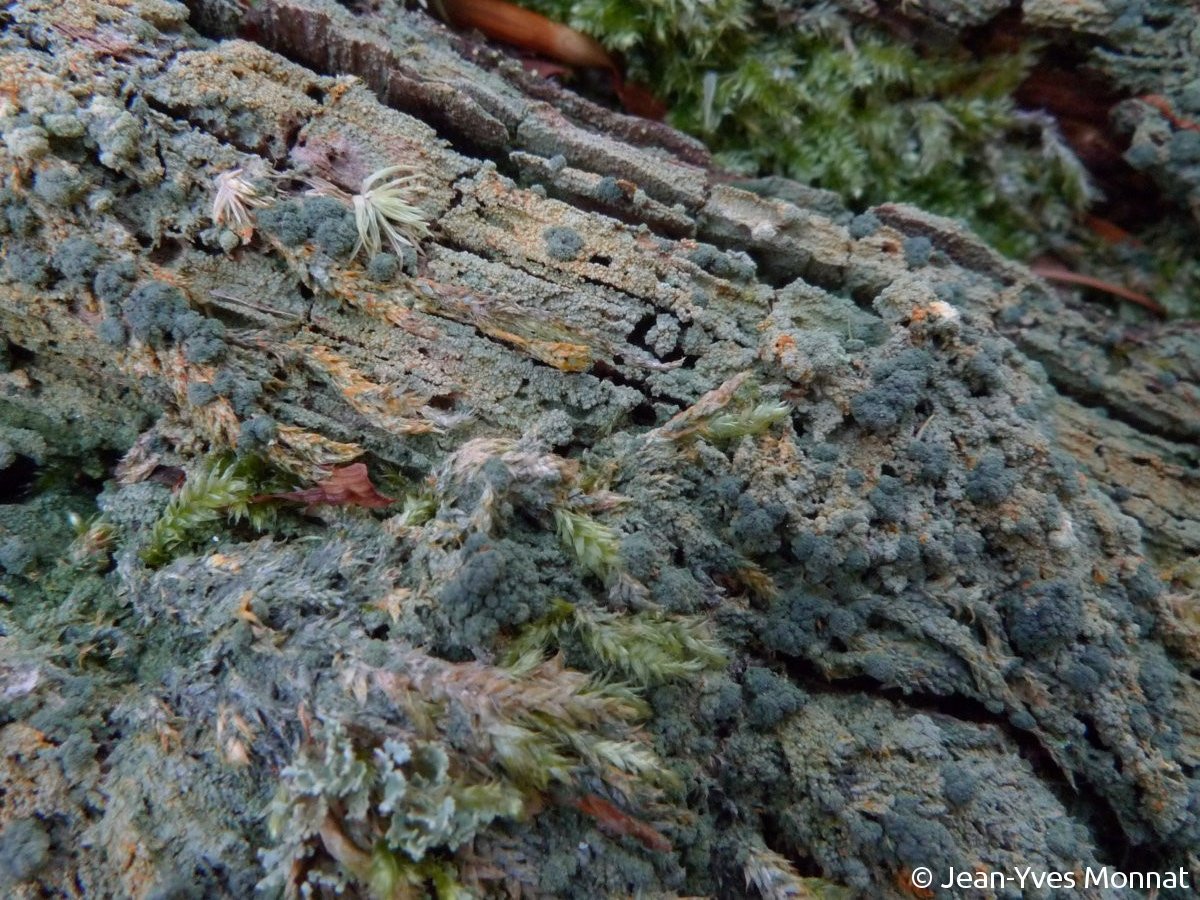 <i>Trapeliopsis pseudogranulosa</i>  thalle granuleux sorédié, avec taches orange (56, Plouay)