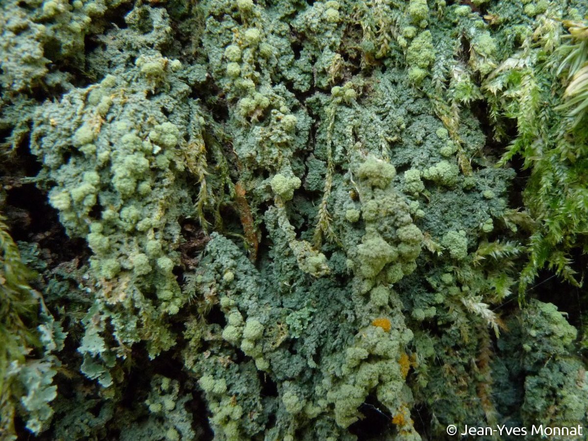 <i>Trapeliopsis pseudogranulosa</i>  thalle et soralies plus pâles, initialement délimitées (56, Plouay)