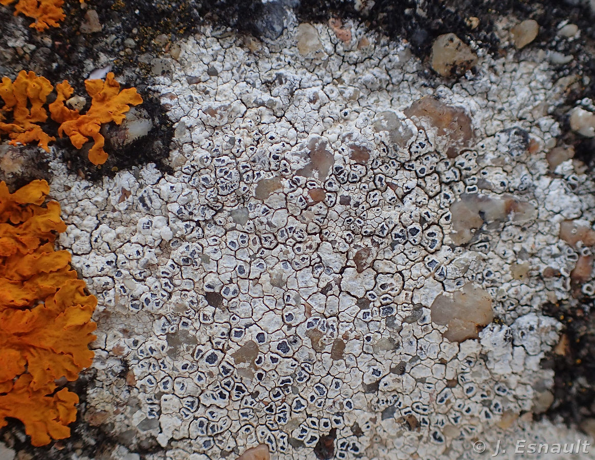 <i>Aspicilia calcarea</i>  Thalle fertile sur muret en béton (56, Damgan)